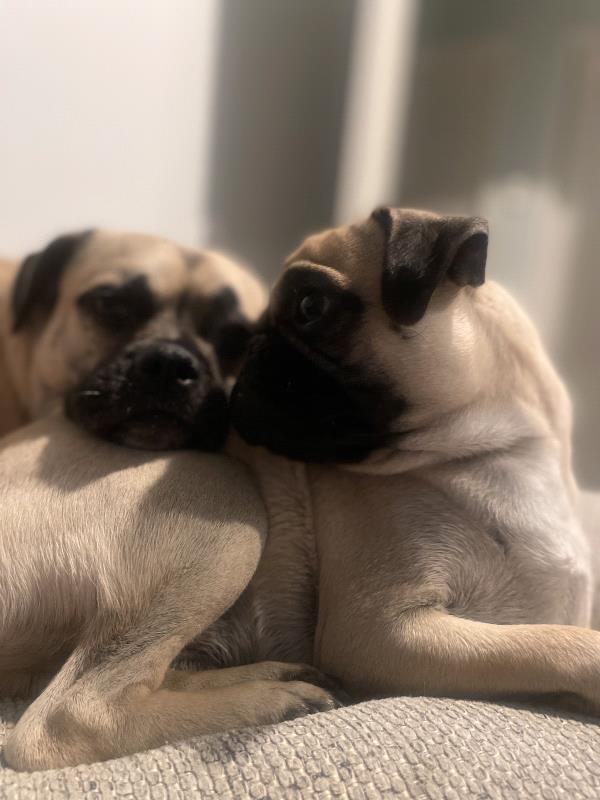 /images/uploads/pug nation rescue of los angeles/pugnation2024/entries/30961thumb.jpg